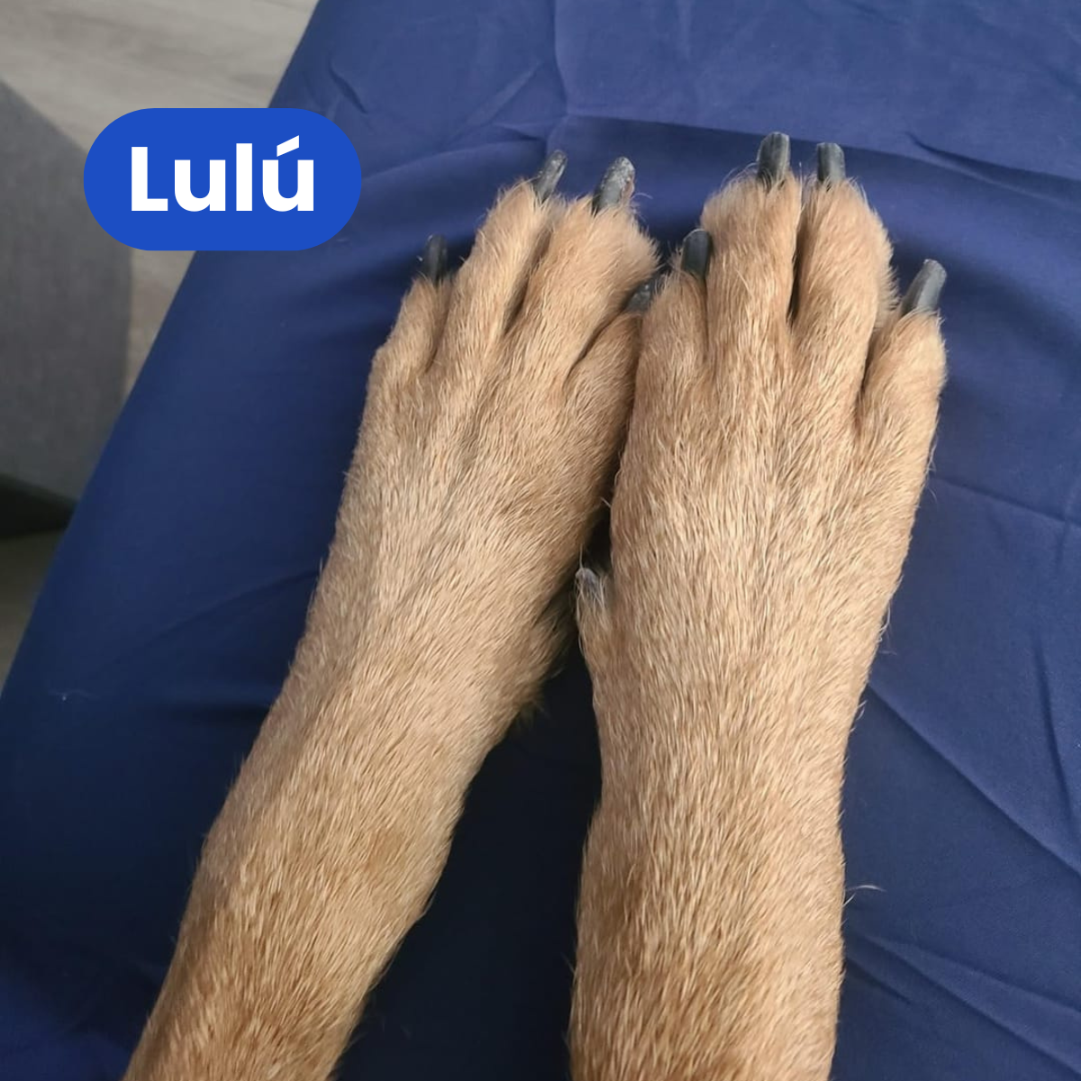 Patitas Calmadas™ - Cuidado sin miedo ni estrés.