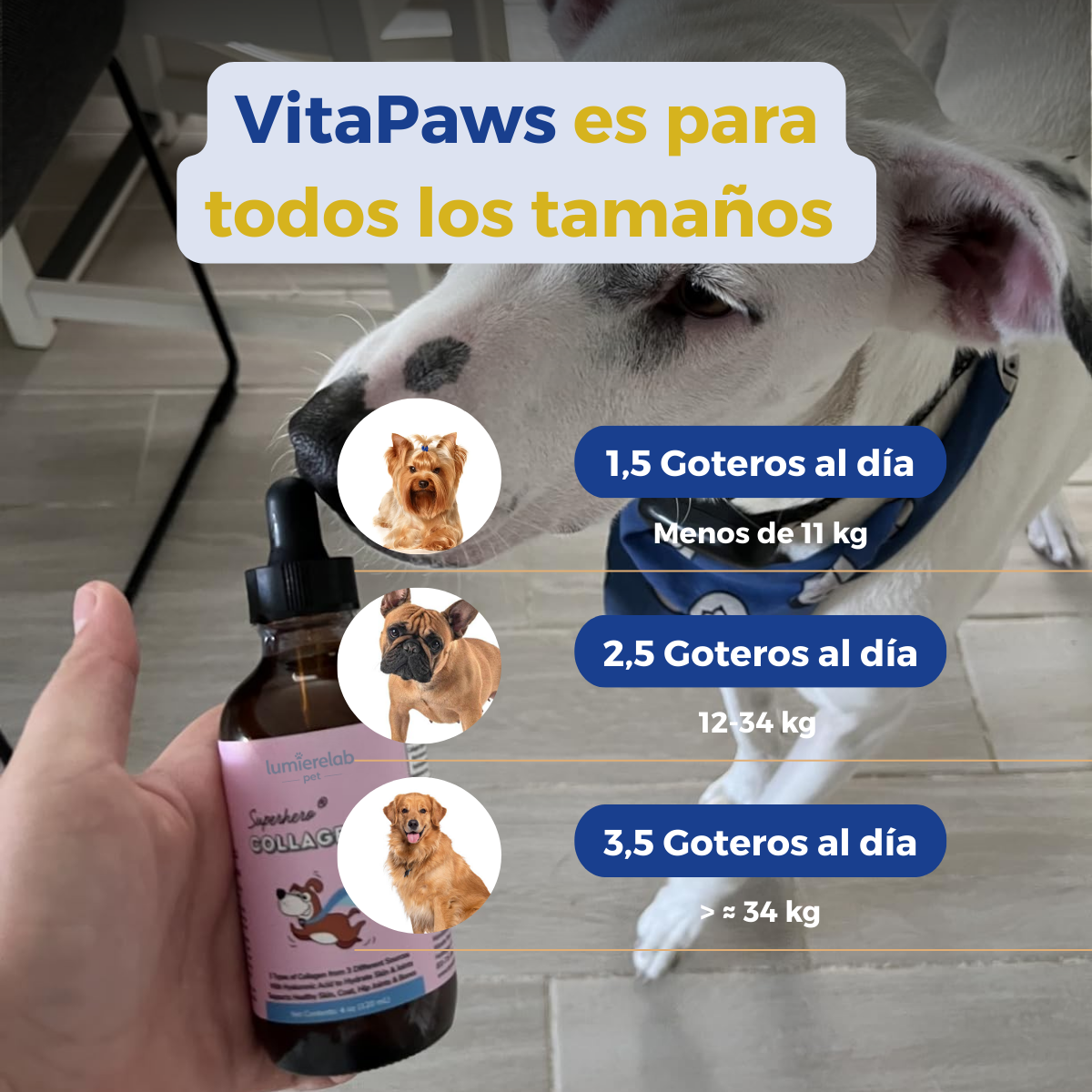 VitaPaws Collagen™ - Movilidad y bienestar desde adentro.