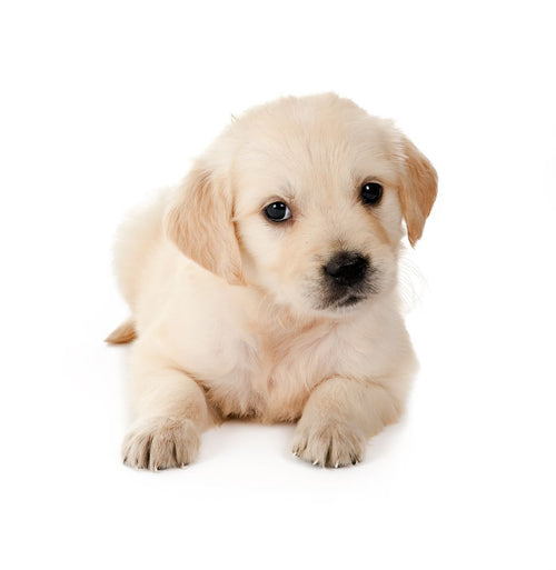 Cachorro